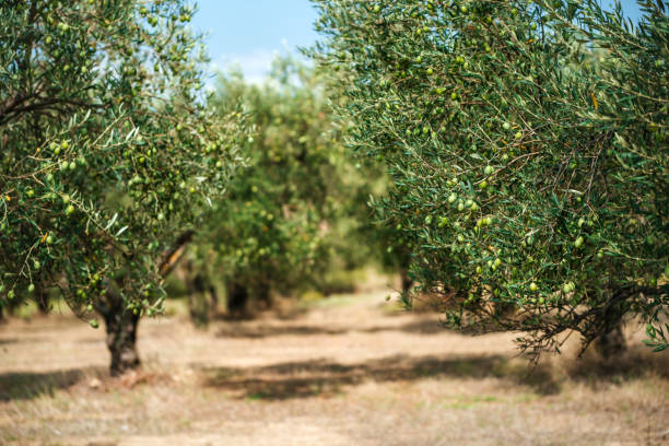 istock Olive orchard close up photo. 1471657526
