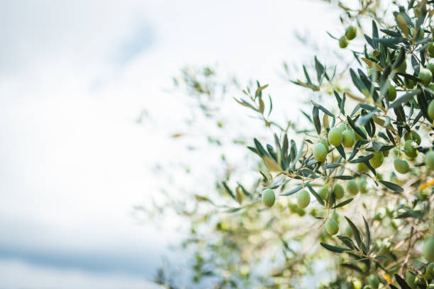 istock Olive orchard close up photo. 1471657533