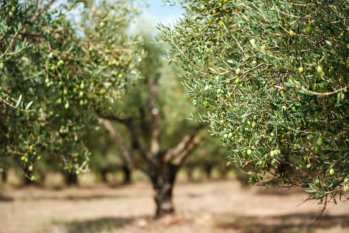 Agriculture concept - olive orchard.