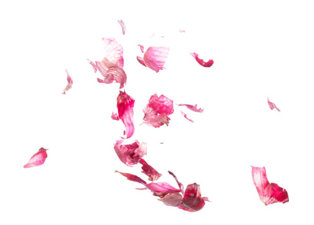 istock Shallots peel off fall fly in mid air, red fresh vegetable spice shallots peel off floating. Organic fresh herbal shallots peels. White background isolated freeze motion high speed shutter 1471659065