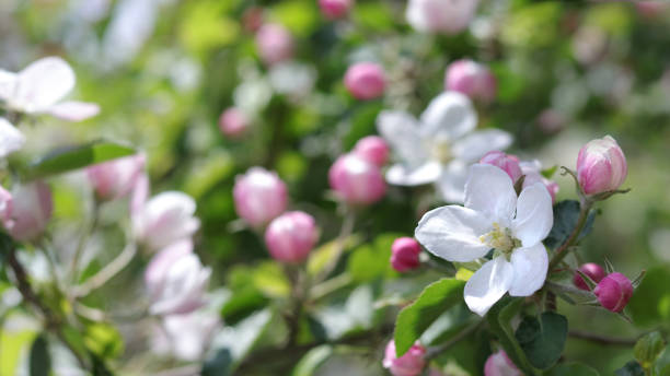 Close-up trees blossom. Branches white flowers green Leaves .
Beautiful trees blossom. Spring orchard. Spring sunny day. Nature. Fruit tree flowers. Floral background. Copy space. Apple blooms los árboles de primer plano florecen. ramas blancas flores verdes hojas. hermosos árboles florecen. huerto de primavera. día soleado de primavera. naturaleza. flores de árboles frutales. fondo floral. espacio de copia. floraciones de manzana