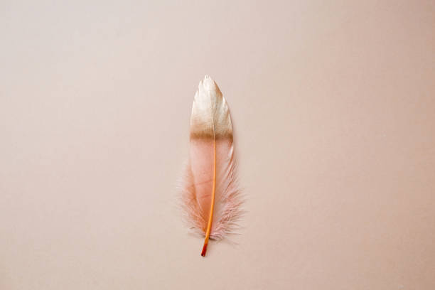 istock Delicate beige - gold feather. A pattern with golden feathers on a light beige background. View from above. Flat. 1471659802