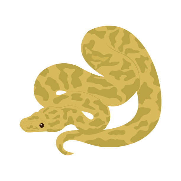 90+ Snake Bite Hand Stock Illustrations, Royalty-Free Vector Graphics