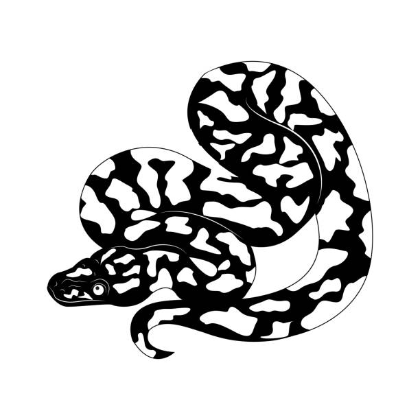 90+ Snake Bite Hand Stock Illustrations, Royalty-Free Vector Graphics