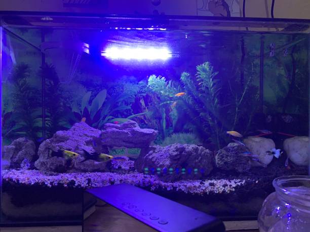 istock Homemade Aquascape 1471661028