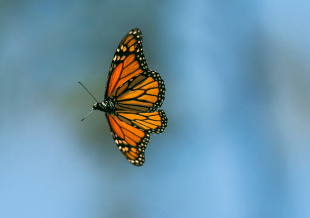 istock Monarch butterfly against a beautiful blue sky 1471661124