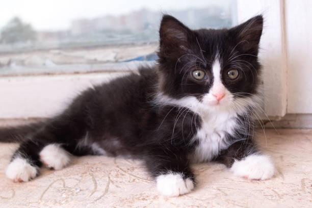 istock Funny black kitten lying on the floor 1471661172