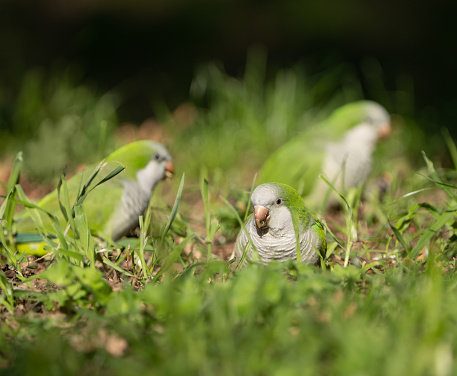 Monk parakeets feeding on grass and nuts in the Borghese Park.