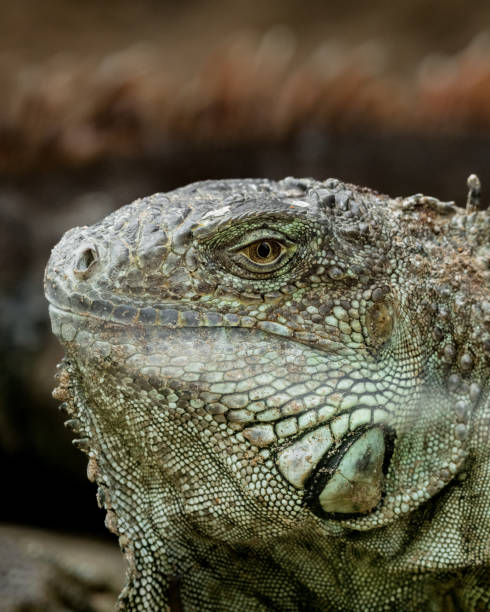 istock green iguana, Galapagos Islands 1471662522