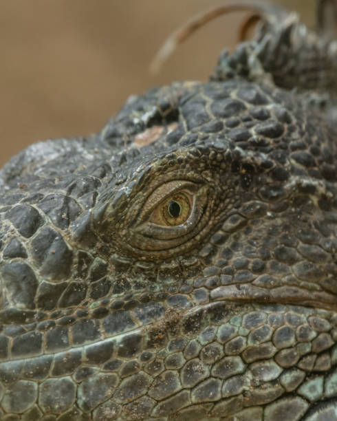 istock green iguana, Galapagos Islands 1471662523