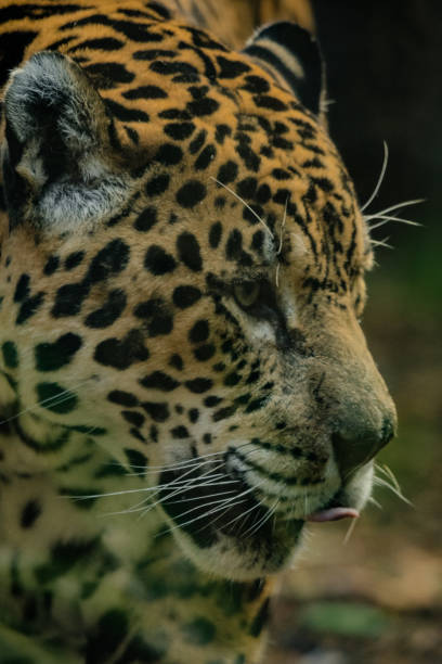 istock Close-up of a Jaguar - Panthera onca 1471662555