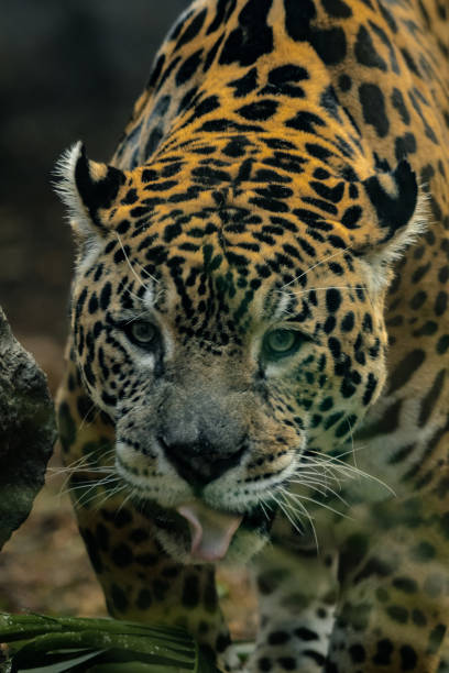 istock Close-up of a Jaguar - Panthera onca 1471662560