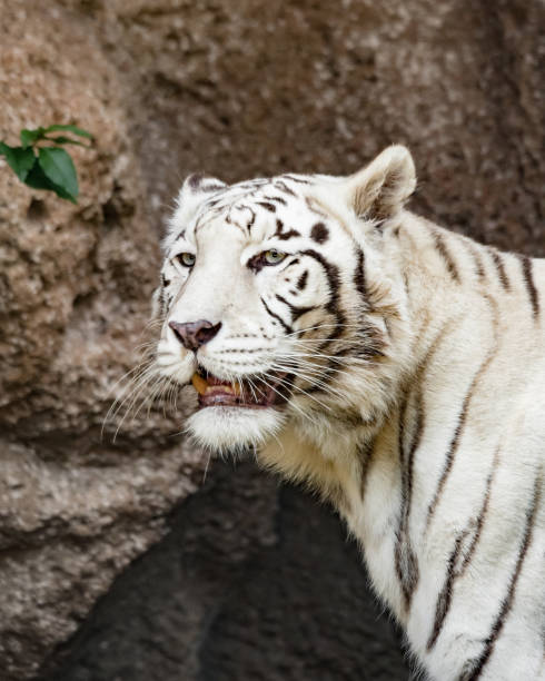 istock White tiger in the zoo. (Panthera tigris altaica) 1471662568