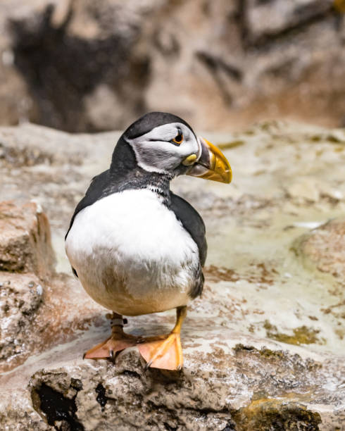 istock Puffin standing on rock in the nature 1471662807