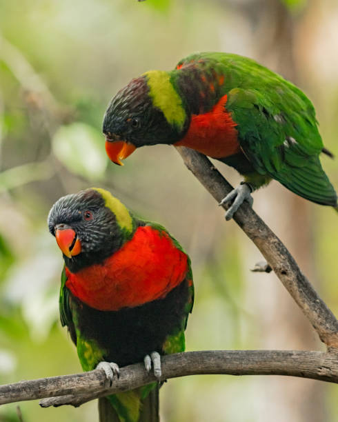 istock green parrot sitting on a branch in the rainforest 1471663036
