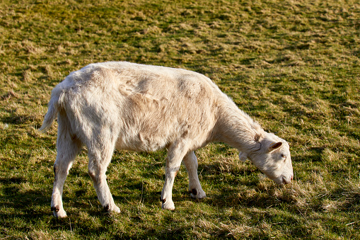 February and a retired domestic Saanan goat grazing on the North Yorkshire smallholding at 900ft.