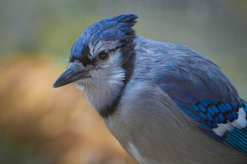 closeup view of a blue jay
