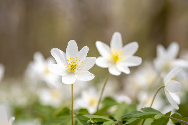 istock White willows in spring in clear sunlight in close-up 1471664649