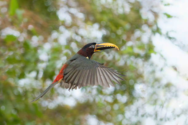 istock Chestnut-eared aracari  in the Pantanal 1471665971