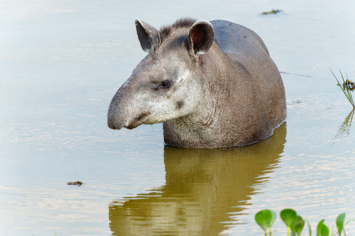 Tapir in the water. South American tapie Tapirus terrestris , also called the Brazilian tapir or lowland tapir, wading in the water in the North Pantanal in Brazil
