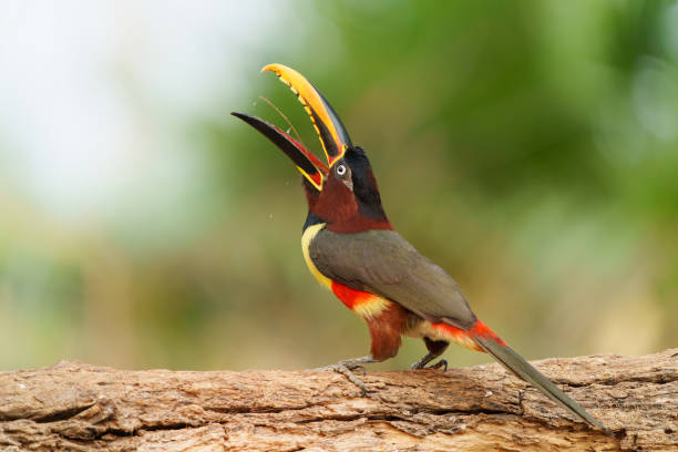 istock Chestnut-eared aracari  in the Pantanal 1471665979