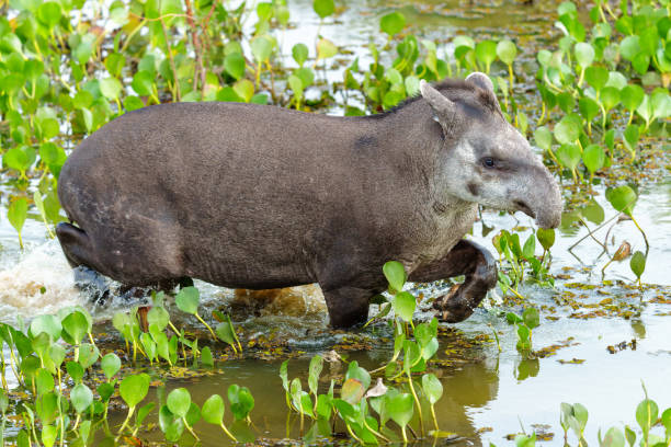 Tapir in the water. stock photo