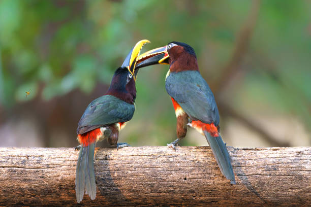istock Chestnut-eared aracari  in the Pantanal 1471666045