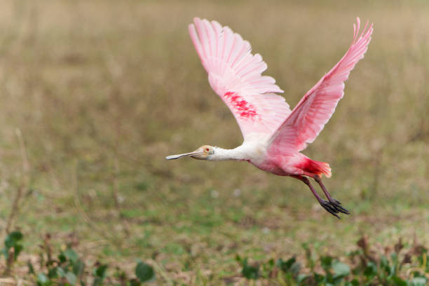 istock roseate spoonbill flying in the Pantanal 1471666119