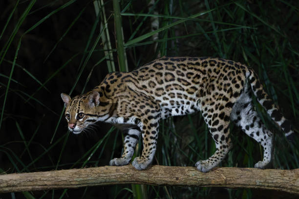 istock Ocelot in the night 1471666153