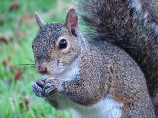 Photo of Eastern Gray Squirrel Eating Nut