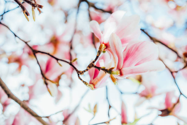 春には美しい新鮮な白とピンクの花で密に覆われた開花モクレンの木の接写。明るい日の日差し。咲くモクレン。スペースをコピーします。選択フォーカス。 - tree magnolia vibrant color close up ストックフォトと画像