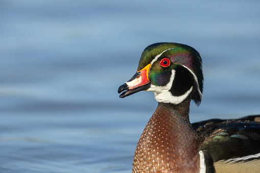 Portrait of a male wood duck or Carolina duck (Aix sponsa)