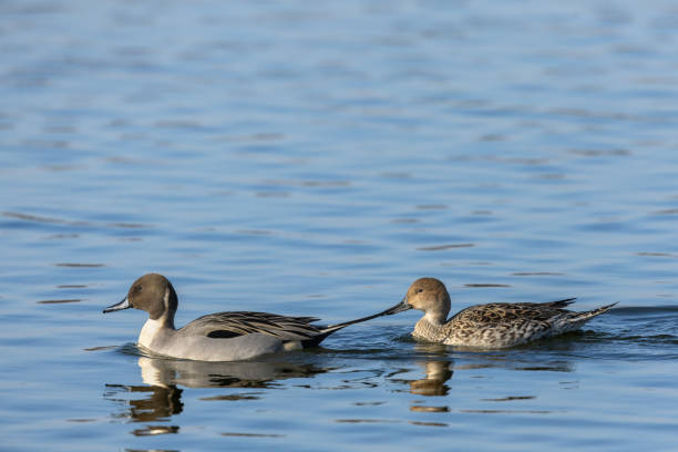 istock Pair of pintails or northern pintails (Anas acuta) 1471668133
