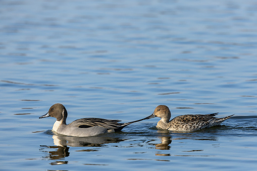 Pair of pintails or northern pintails (Anas acuta) swimming on a lake.