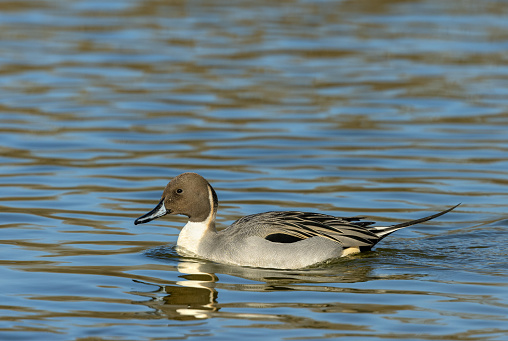 Beautiful male pintail or northern pintail (Anas acuta) swimming on a lake.