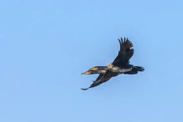 Two flying great cormorants (Phalacrocorax carbo) against a blue sky.