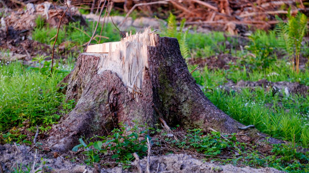 istock The stump of a felled tree. Logging 1471669939