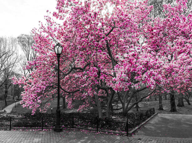 istock Pink spring blossoms blooming on black and white trees above a path in Central Park, New York City NYC 1471670410