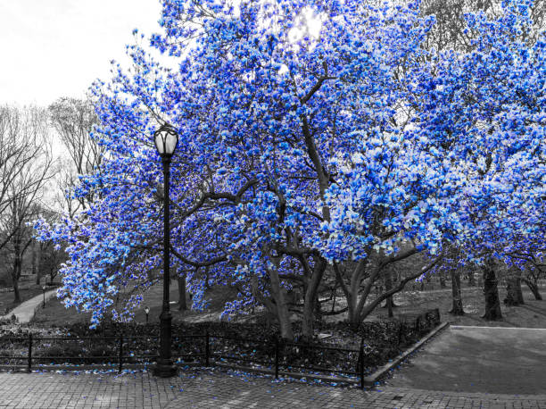 istock Blue spring blossoms blooming on black and white trees above a path in Central Park, New York City NYC 1471670427