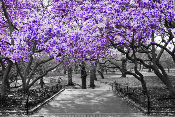 istock Purple spring blossoms blooming on black and white trees above a path in Central Park, New York City 1471670467