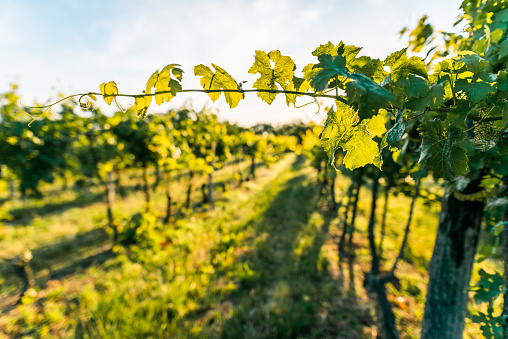 View of a Vineyard at sunrise, Hungary, Europe