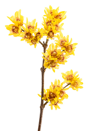 Wintersweet or Chimonanthus flowers isolated on white background