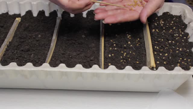 Sowing seeds in the soil.