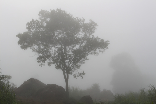 Lonely tree in the mist, Tay Ninh province