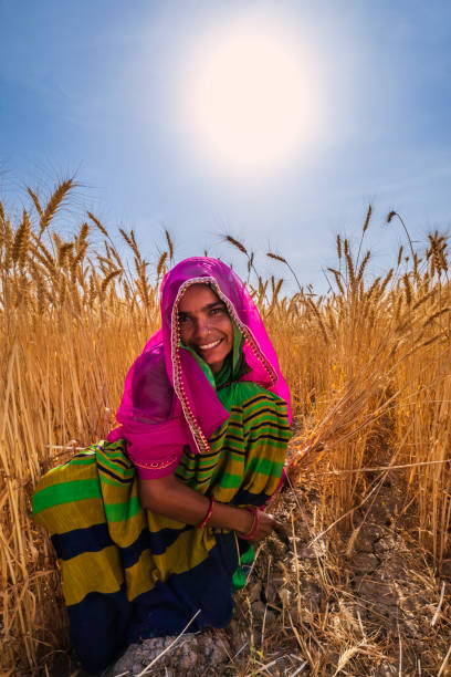istock Young Indian woman cutting a wheat, India. 1471675576