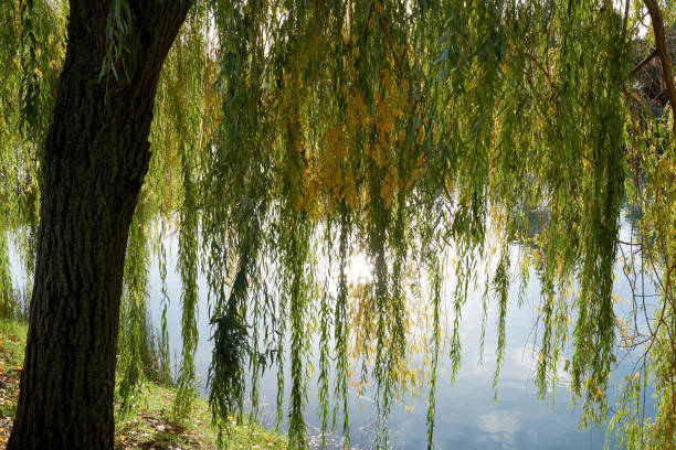穏やかな川の水の上に長い緑の枝を持つしだれ柳