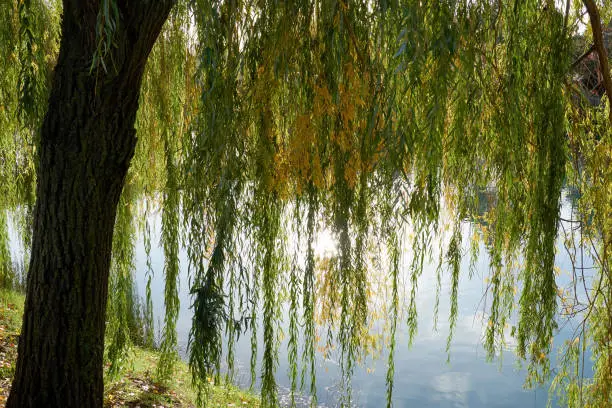 Weeping willow with long green branches over the calm river water. Beauty nature backgrounds