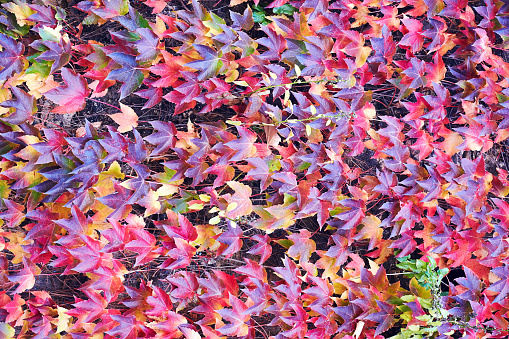 Lush red maple leaves background texture. Abstract nature patterns