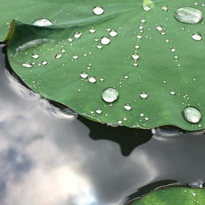 Waterdrop on Lotus Leaf and Reflection on Water