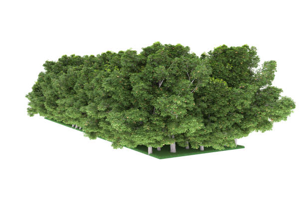 istock Forrest arrangement isolated on background. 3d rendering - illustration description 1471677854
